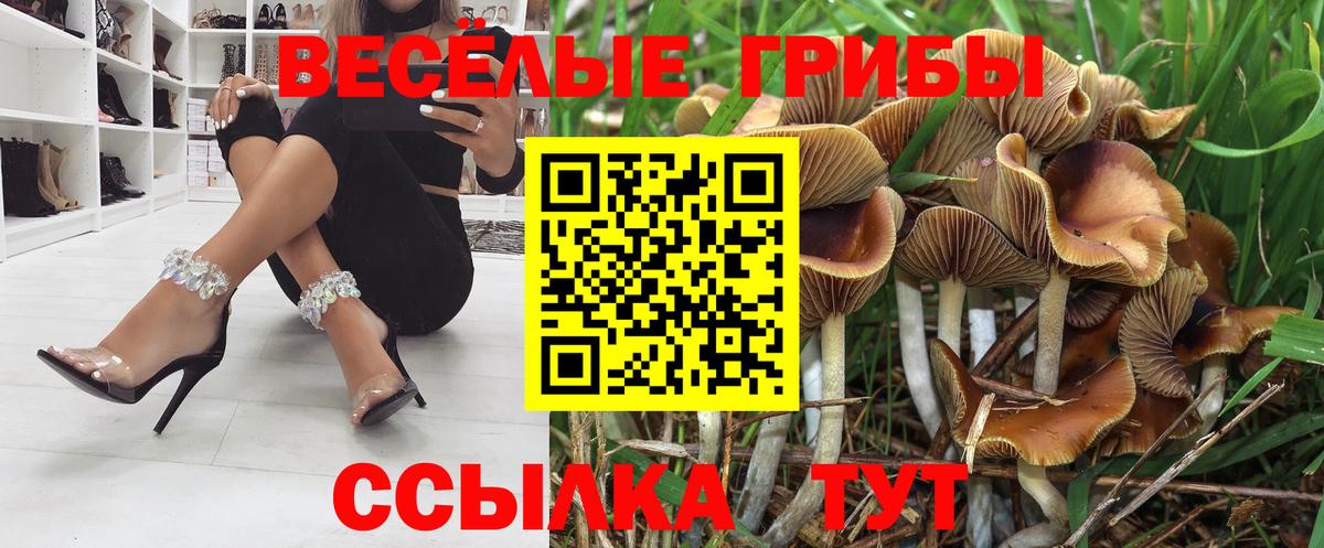 Галлюциногенные грибы Psilocybe Кизляр