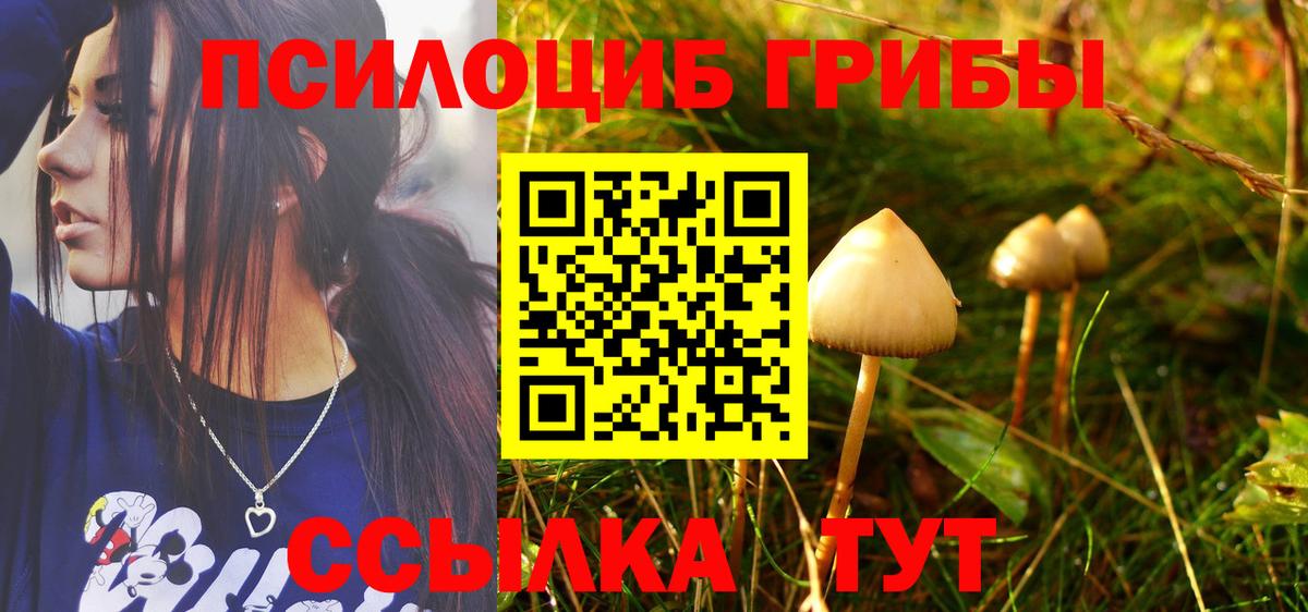 Кизляр  Псилоцибиновые грибы Psilocybine cubensis  Вход с VPN 